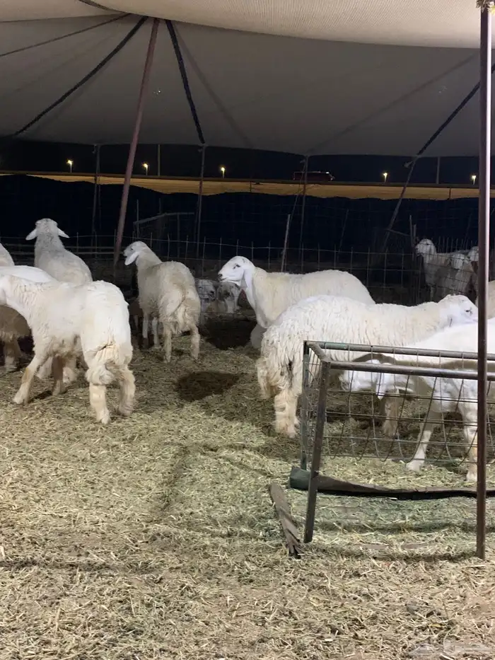 حري ذبايح ضيوف ذبائح ثلاجه زواجات يوجد صلخ وتوصيل 2