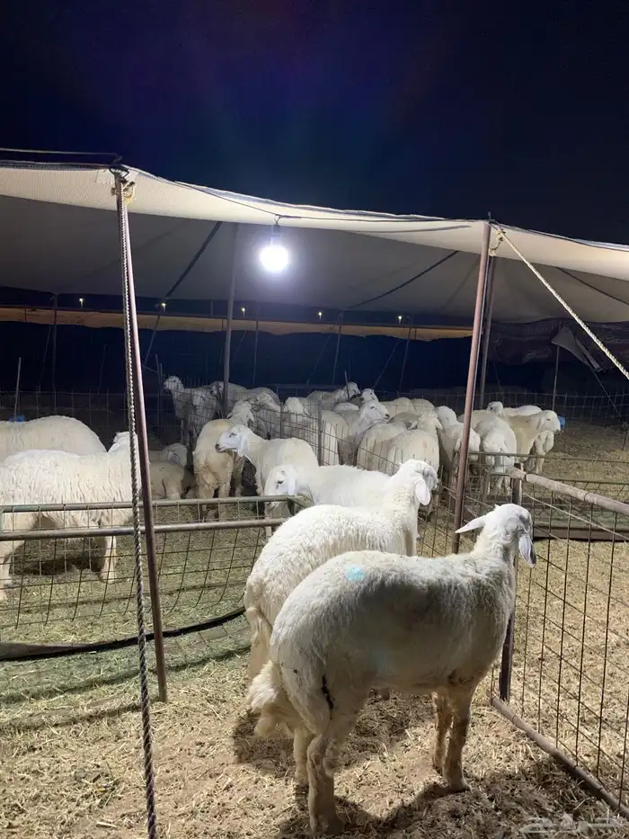 حري ذبايح ضيوف ذبائح ثلاجه زواجات يوجد صلخ وتوصيل 1