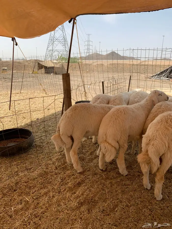 حري ذبايح ضيوف ذبائح ثلاجه زواجات يوجد صلخ وتوصيل 3