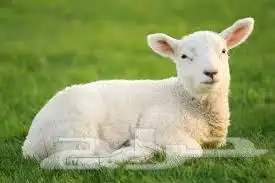 أغنام الخير 9