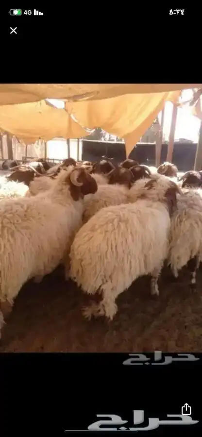 ذبايح نعيمي خروف غنم توصيل ذبح 0