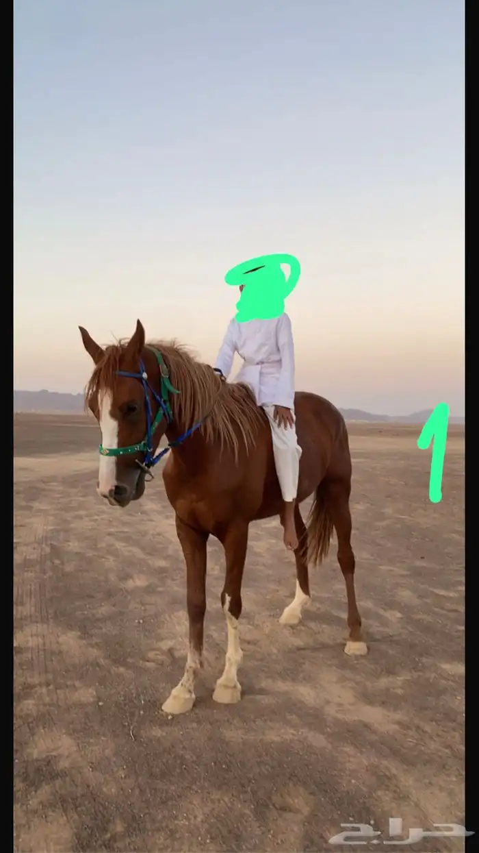 حصان 0