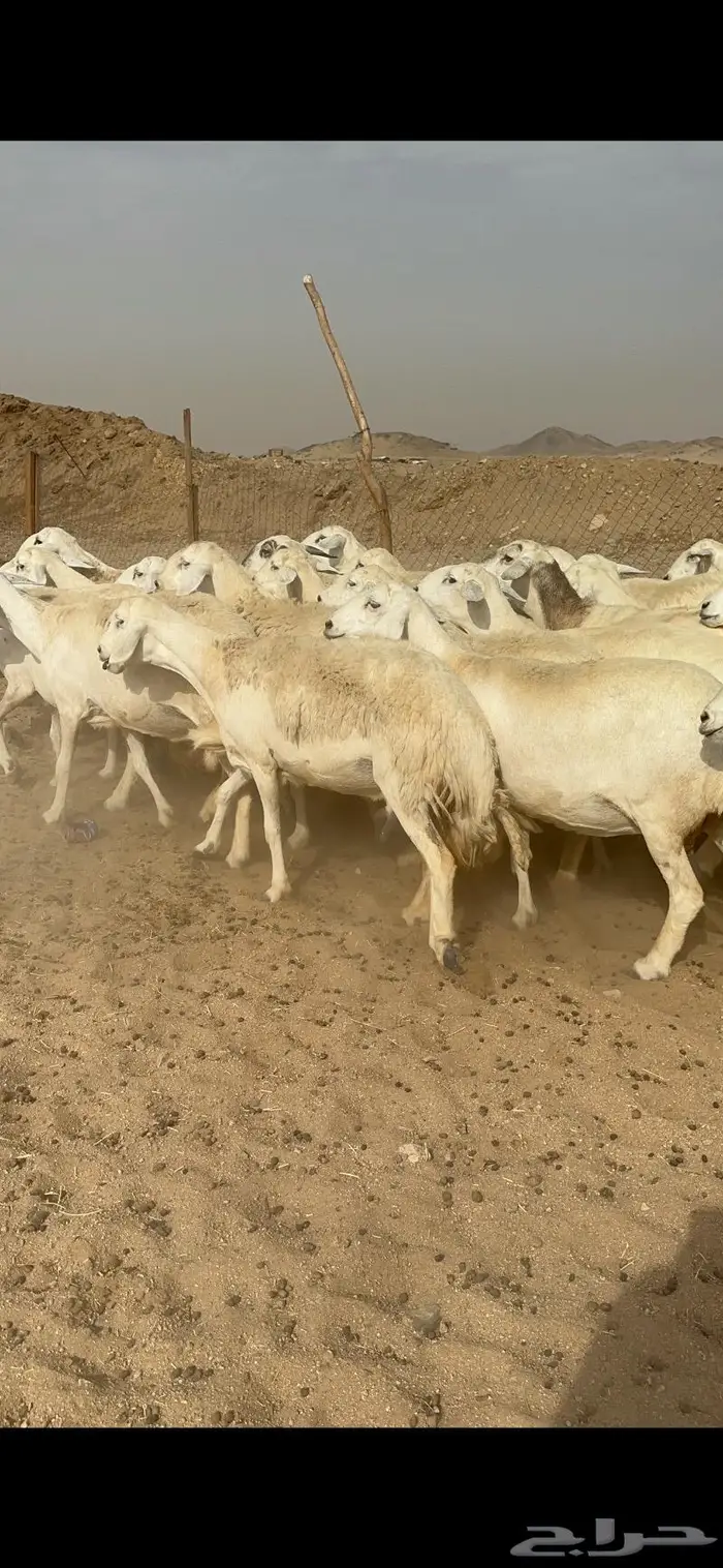 غنم حرش دفيع صنف 0