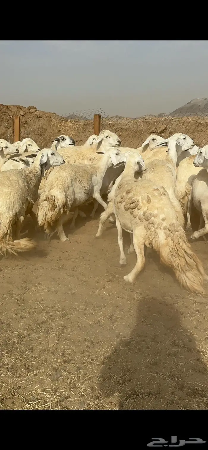 غنم حرش دفيع صنف 1