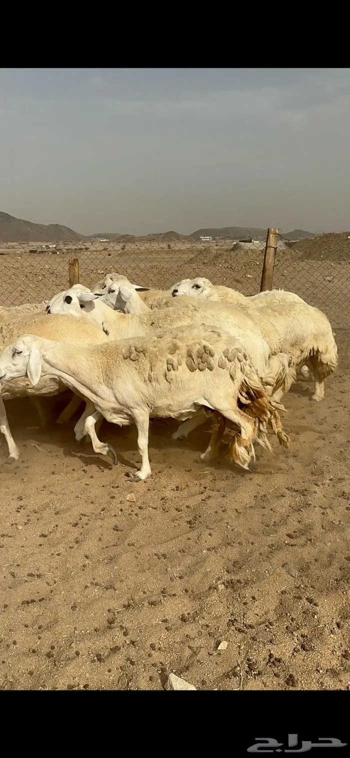 غنم حرش دفيع صنف 2