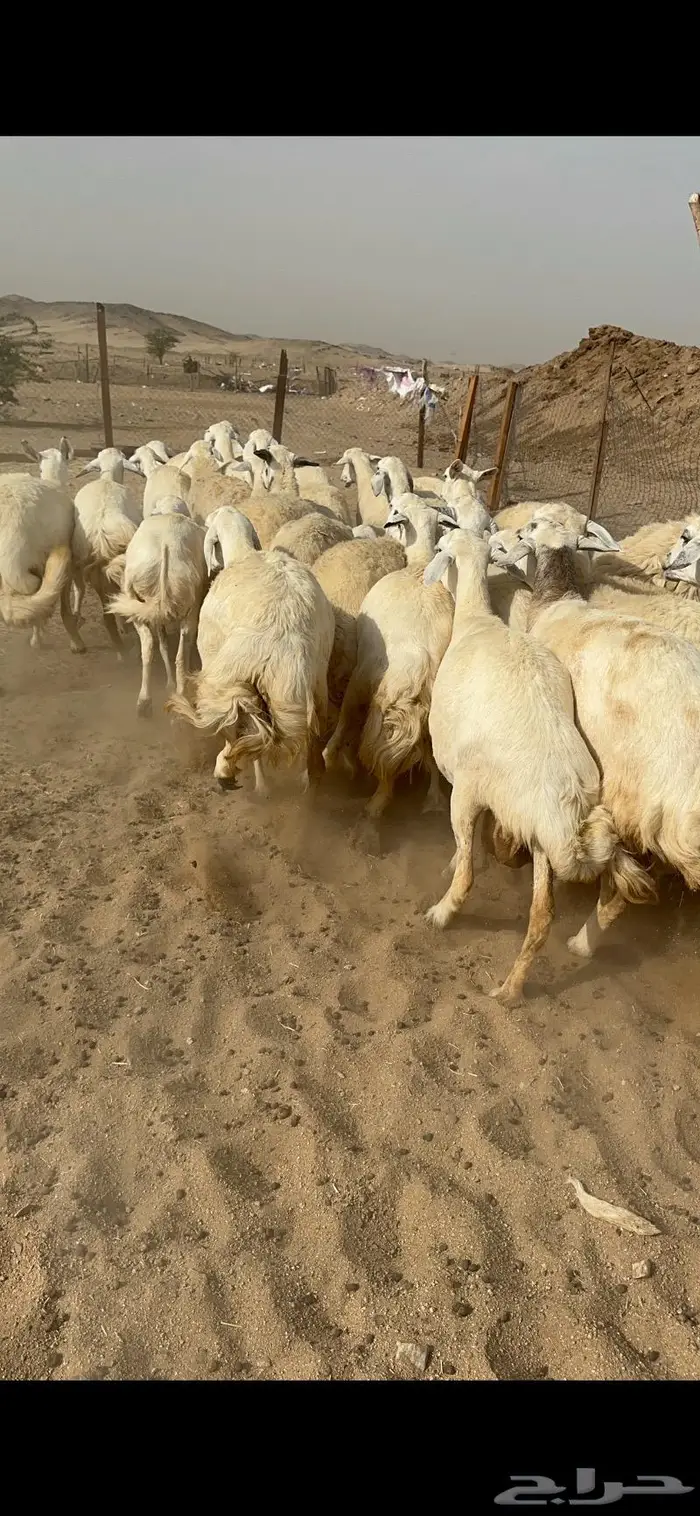 غنم حرش دفيع صنف 3