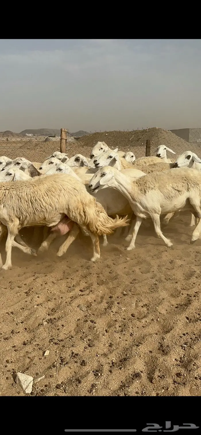 غنم حرش دفيع صنف 4