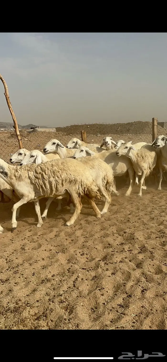 غنم حرش دفيع صنف 5