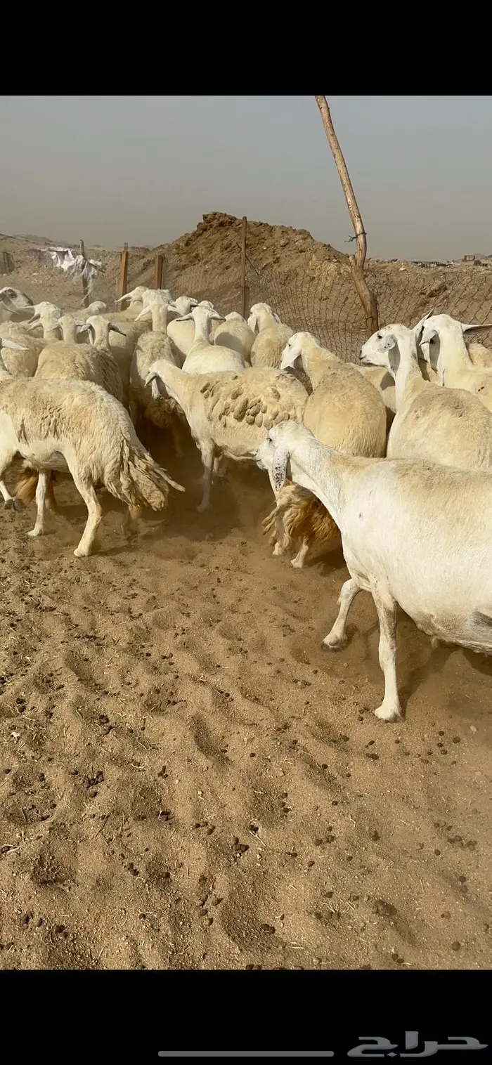 غنم حرش دفيع صنف 6