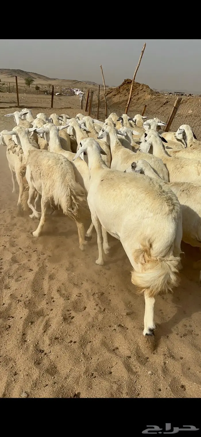 غنم حرش دفيع صنف 7