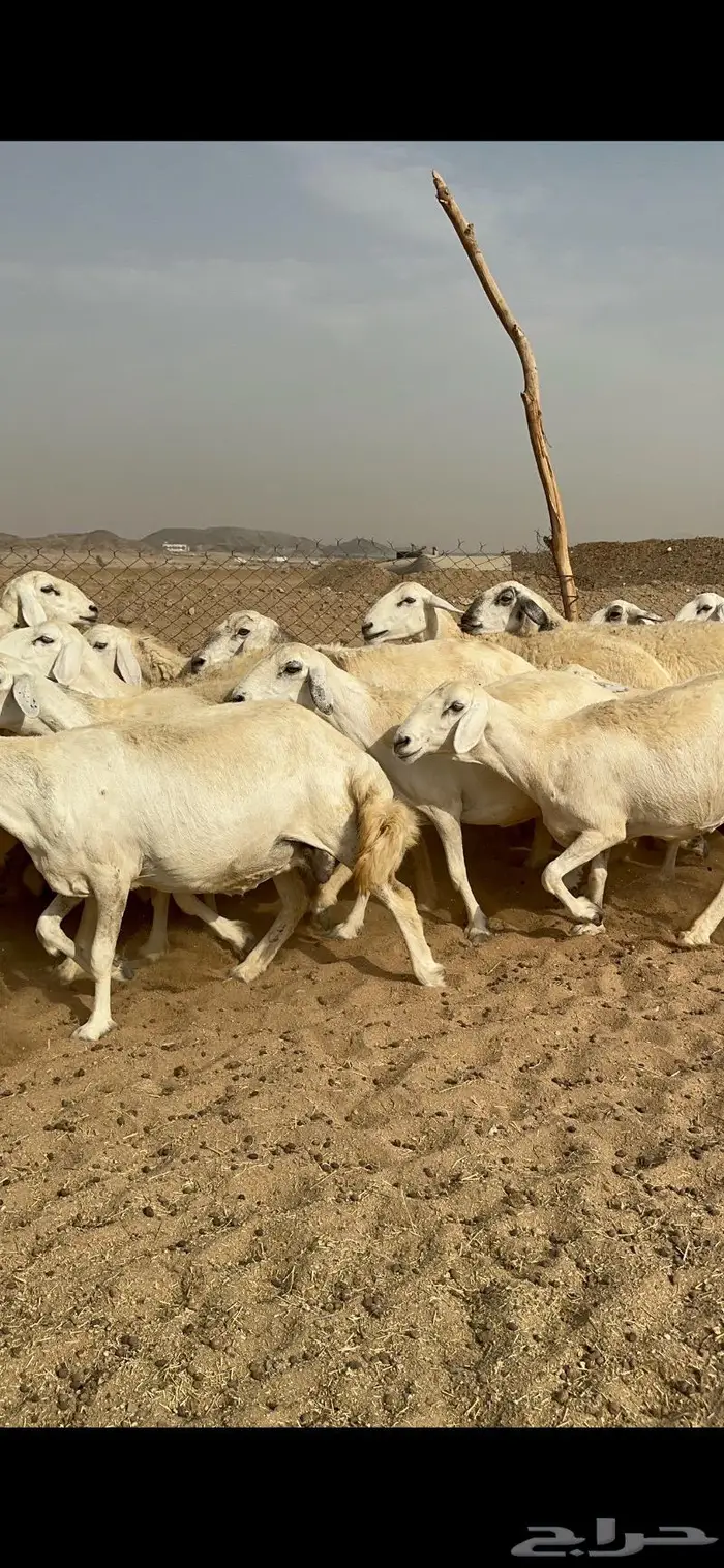 غنم حرش دفيع صنف 8