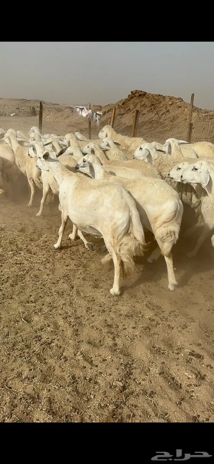 غنم حرش دفيع صنف 10