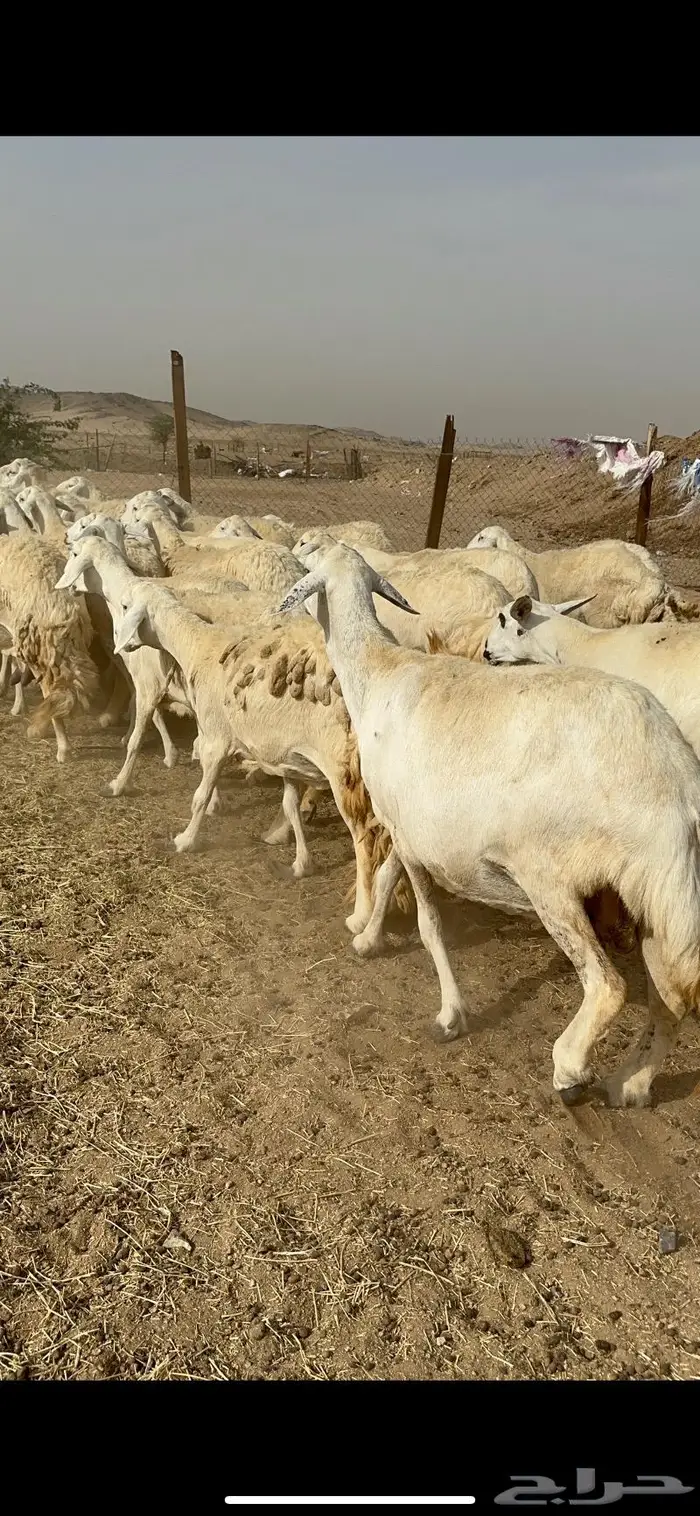 غنم حرش دفيع صنف 11