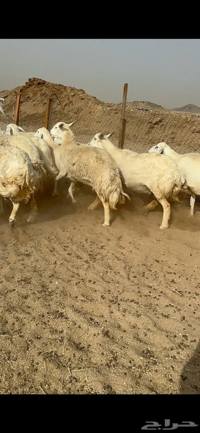 غنم حرش دفيع صنف 13