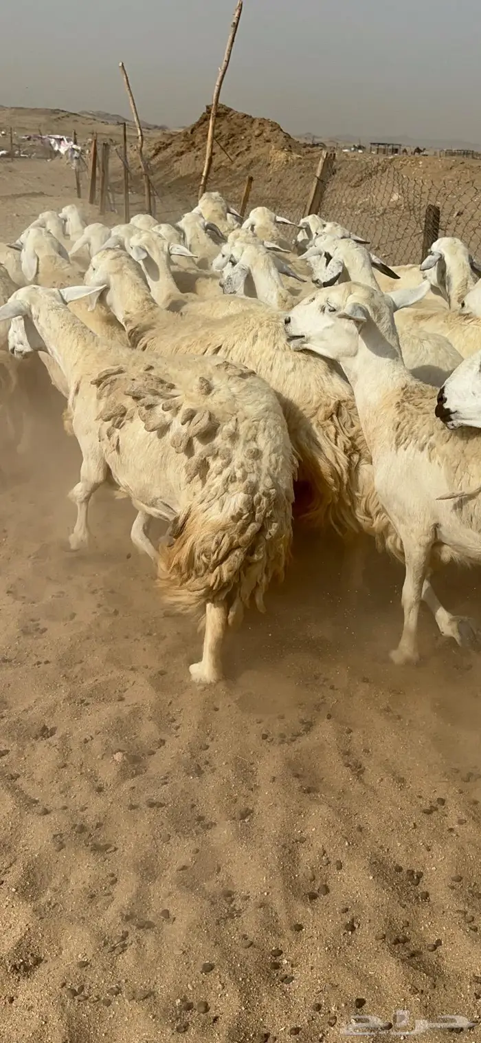 غنم حرش دفيع صنف 14