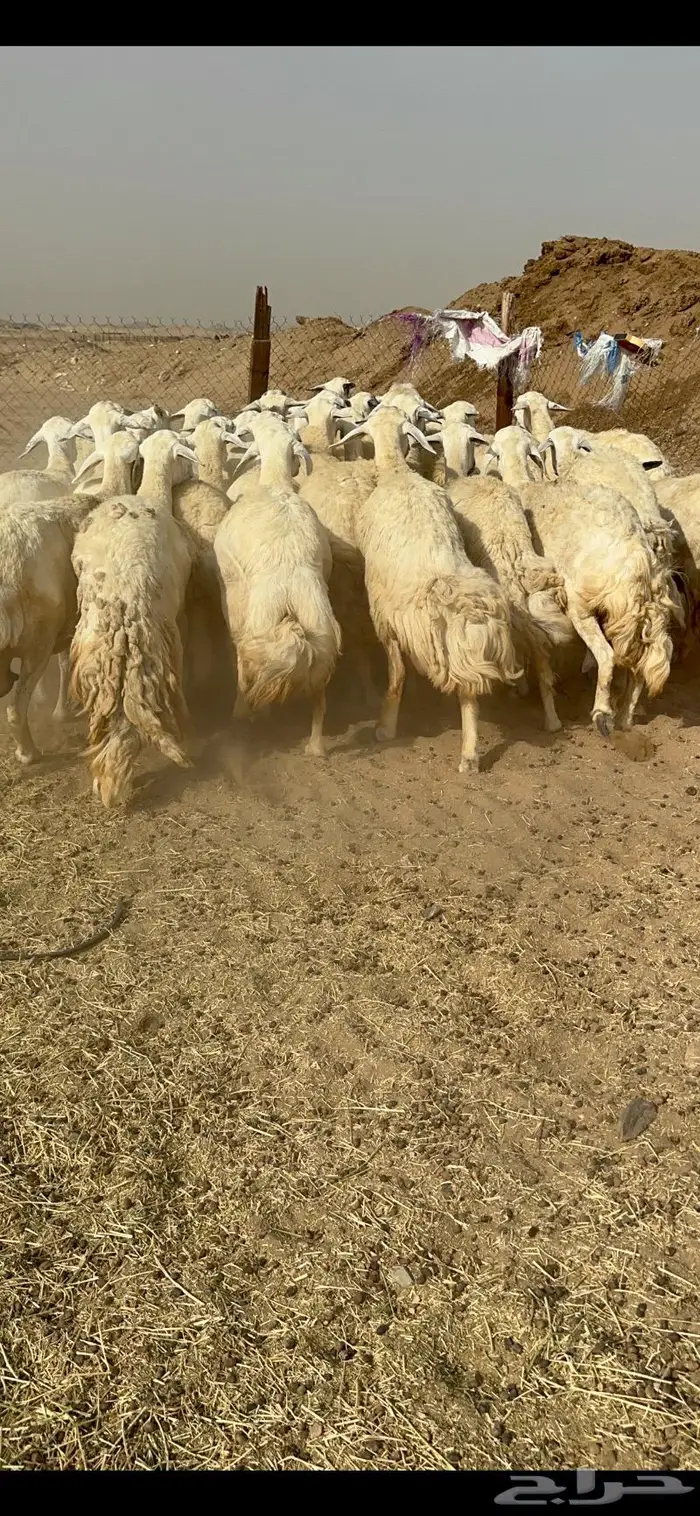 غنم حرش دفيع صنف 15