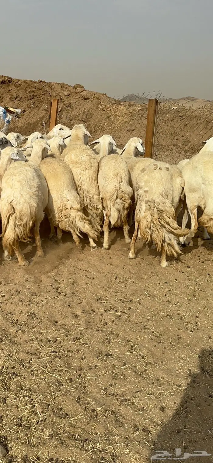 غنم حرش دفيع صنف 18