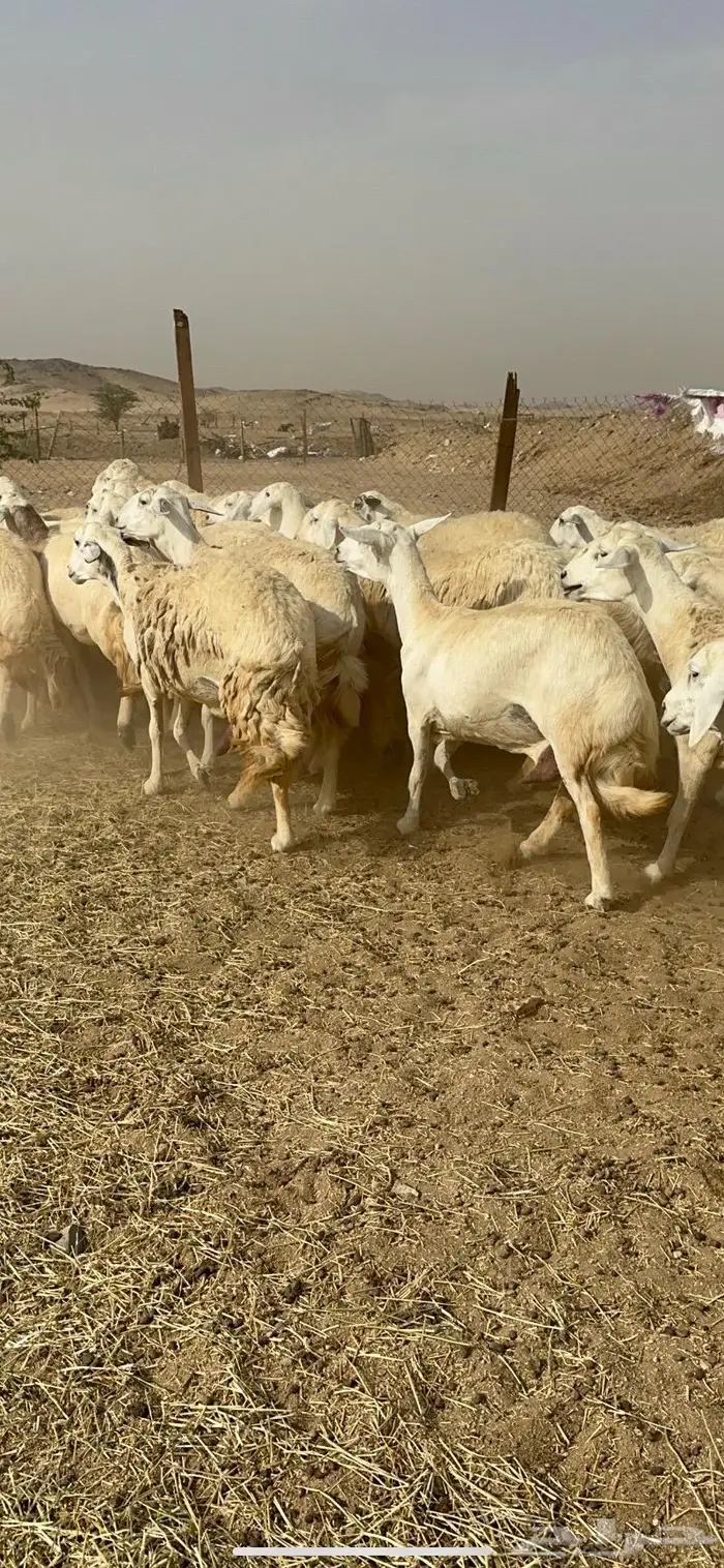 غنم حرش دفيع صنف 16