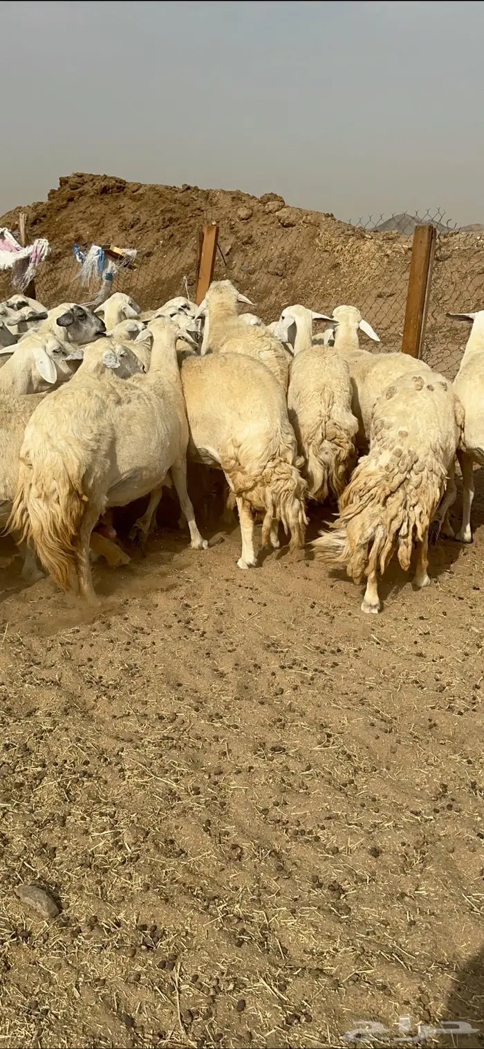 غنم حرش دفيع صنف 19