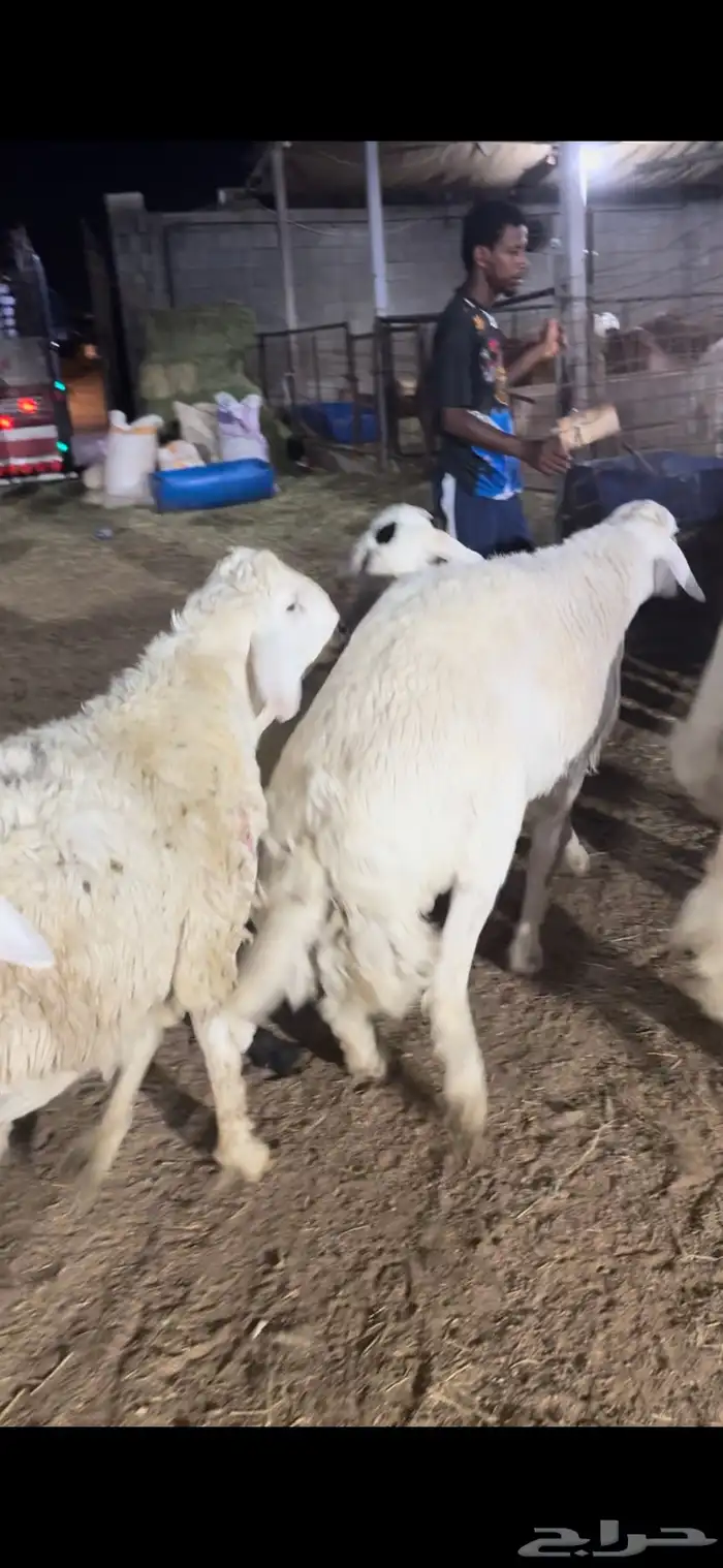 احري سواكن نجدي وزن عالي نوادر جدة 3