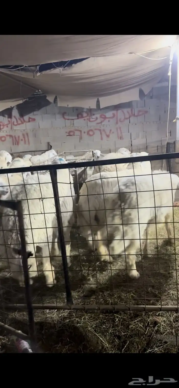 احري سواكن نجدي وزن عالي نوادر جدة 1