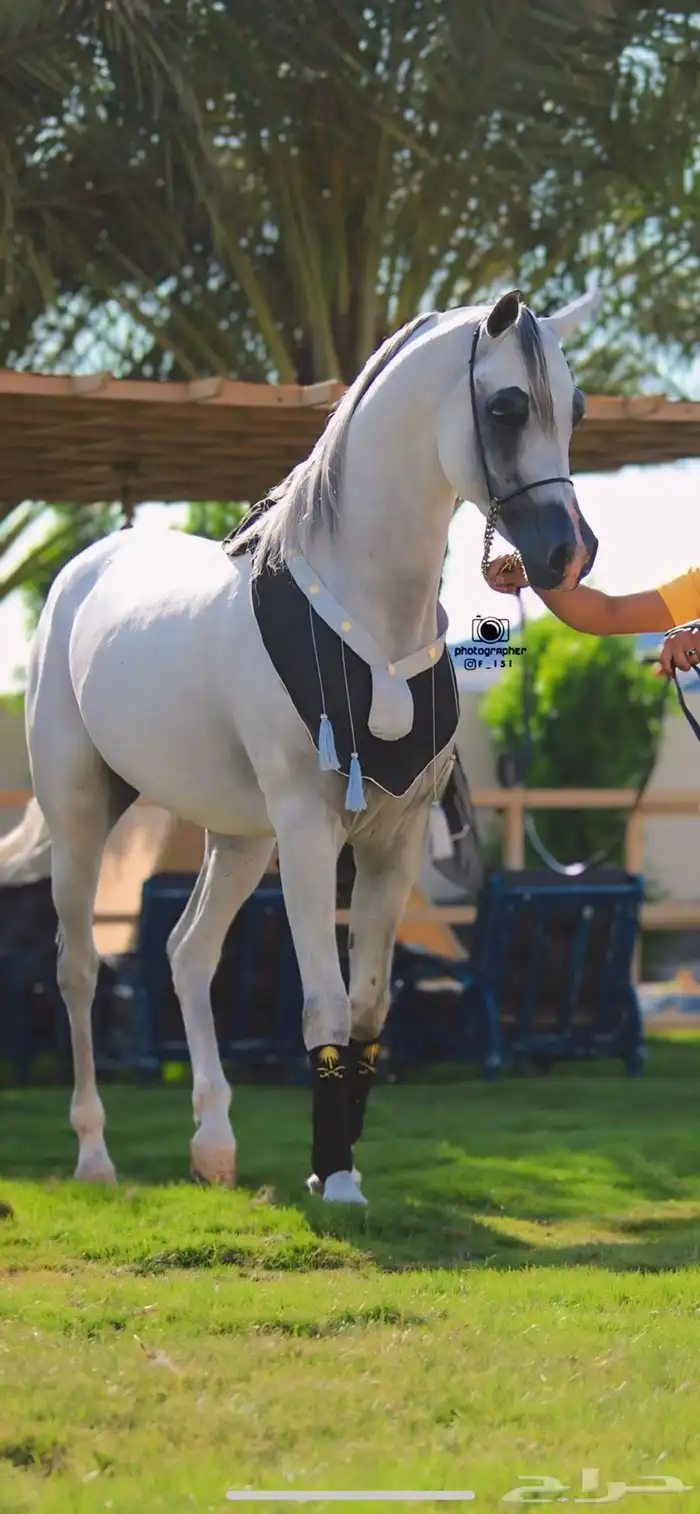 تدريب و تعليم اساسيات ركوب الخيل ومايخص الخيل 11