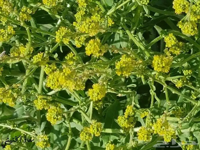 بذور صفار للبيع 0