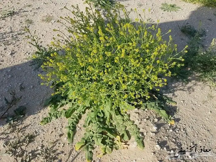 بذور صفار للبيع 2