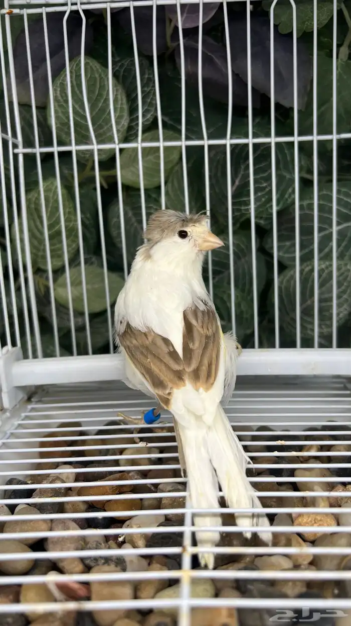 كناري جاسب مع ابيض 0