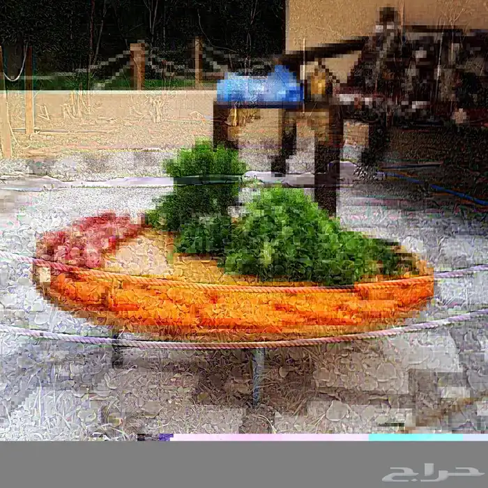 للإيجار اليومي مزرعة مميزة 5