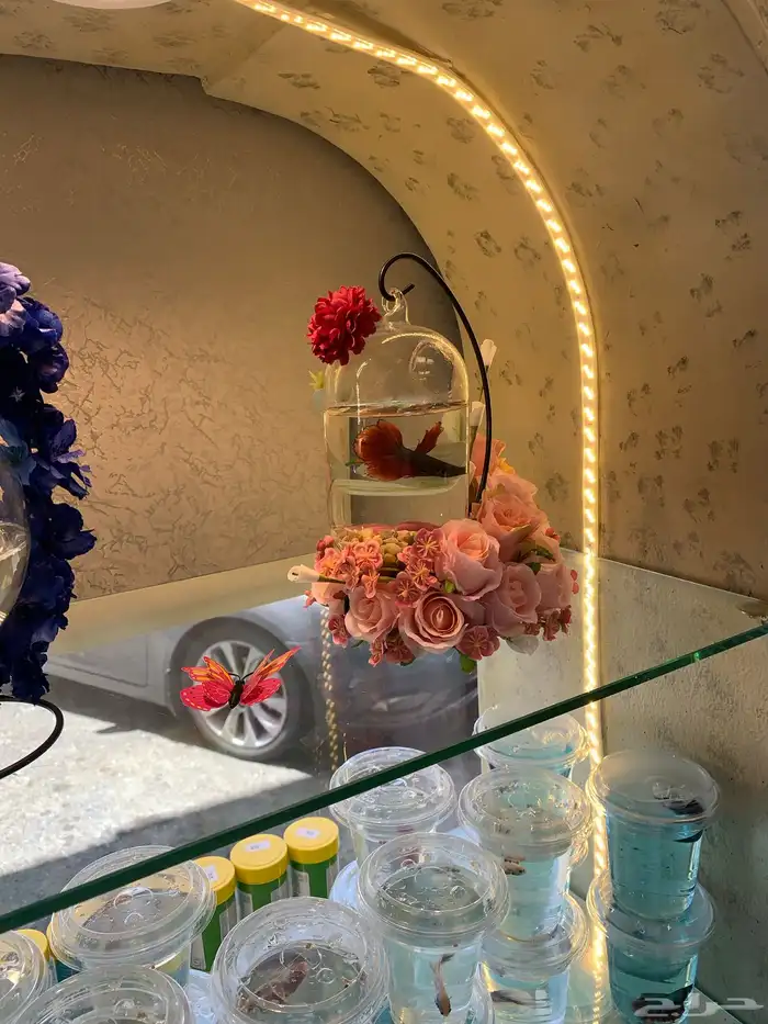 سمك فايتر مع الفازه مع التنسيق 9