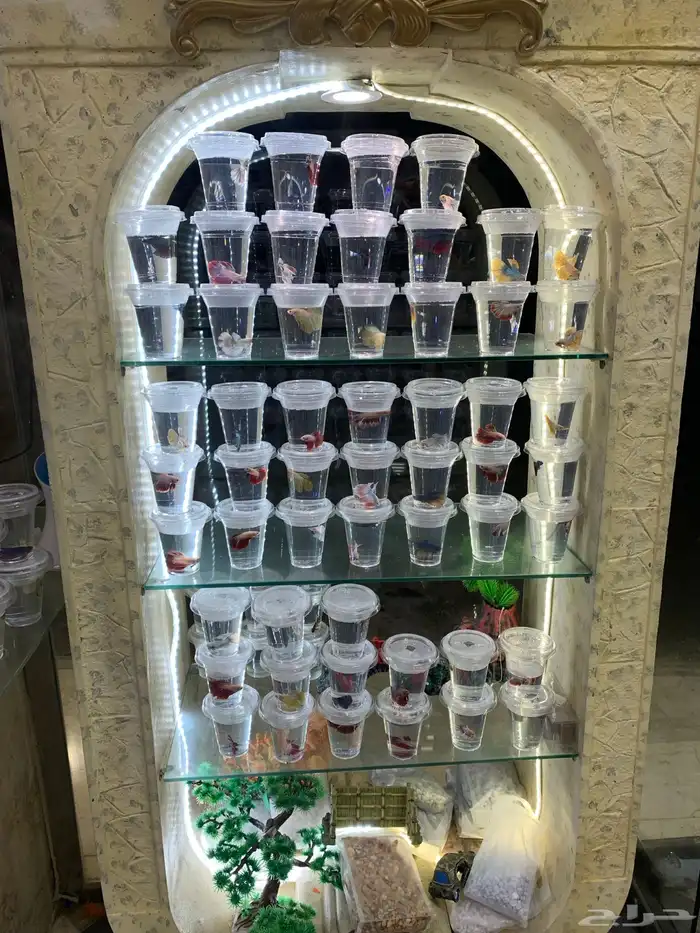 سمك فايتر مع الفازه مع التنسيق 8