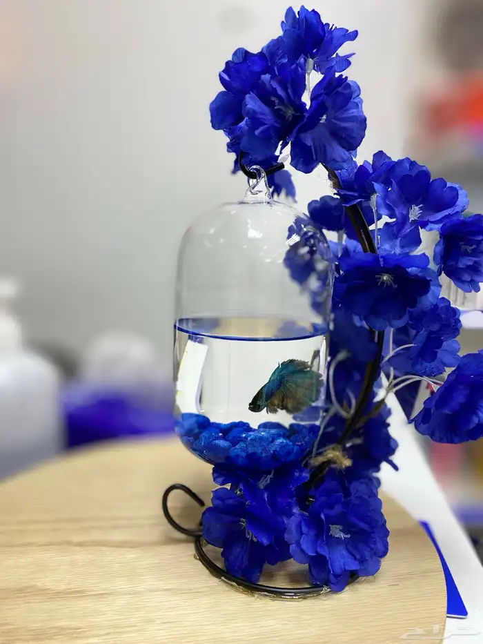 سمك فايتر مع الفازه مع التنسيق 5