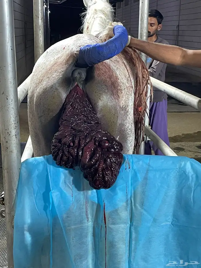 طبيب بيطري سعودي متخصص بفحص السونار ونقل الأجنه 3