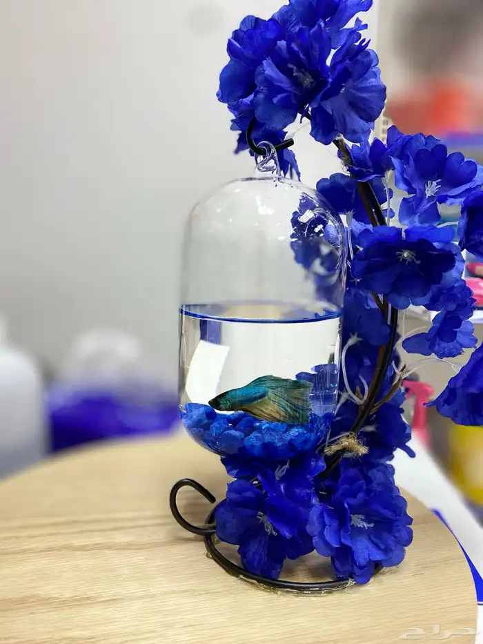 سمك فايتر مع الفازه مع التنسيق 0