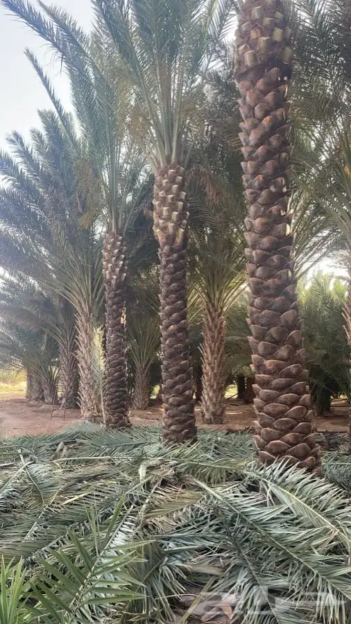 نخل تكريب هلالي 4