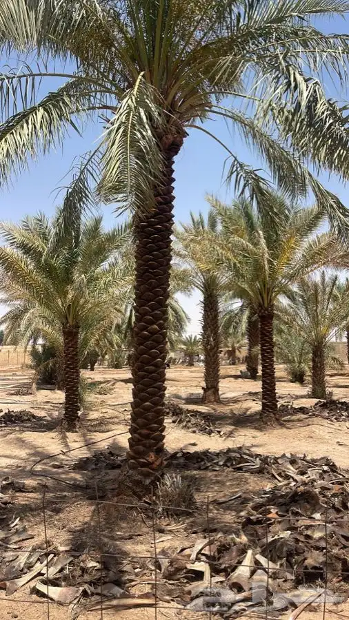نخل تكريب هلالي 5