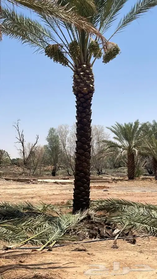 نخل تكريب هلالي 1