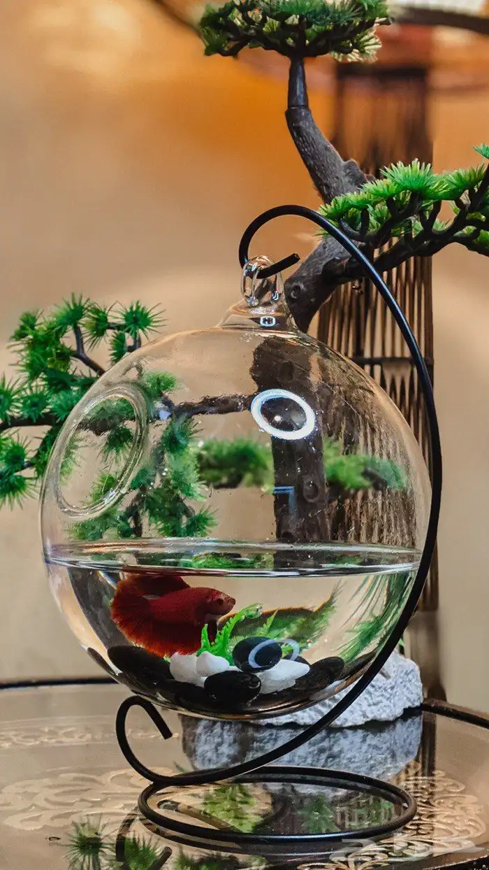 سمك فايتر مع الفازه مع التنسيق 7