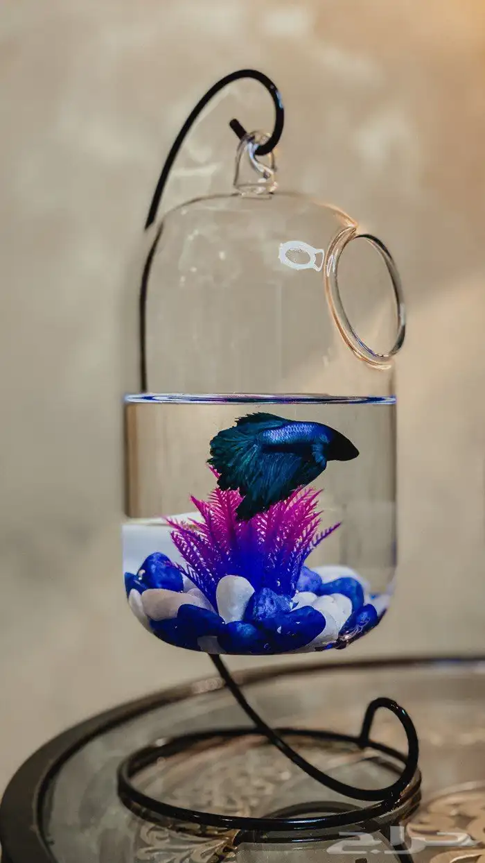 سمك فايتر مع الفازه مع التنسيق 6