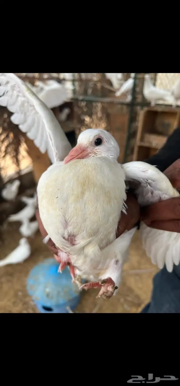 فراخه حمام فرنسي للاكل 1