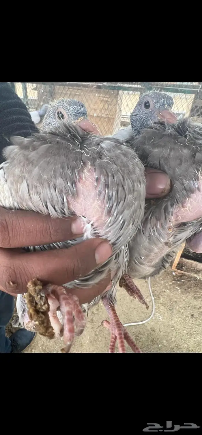 فراخه حمام فرنسي للاكل 4