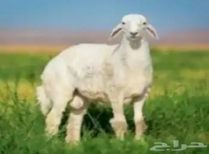 ذبيحتك الى بيتك أغنام الخير 0