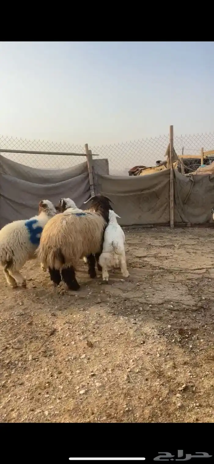 اضاحي للبيع 4
