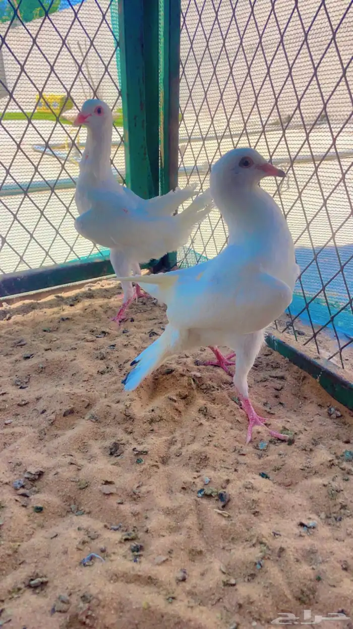 طبة مالتيز توها مفطومه مستوا وحجم طيب  تم البيع 0