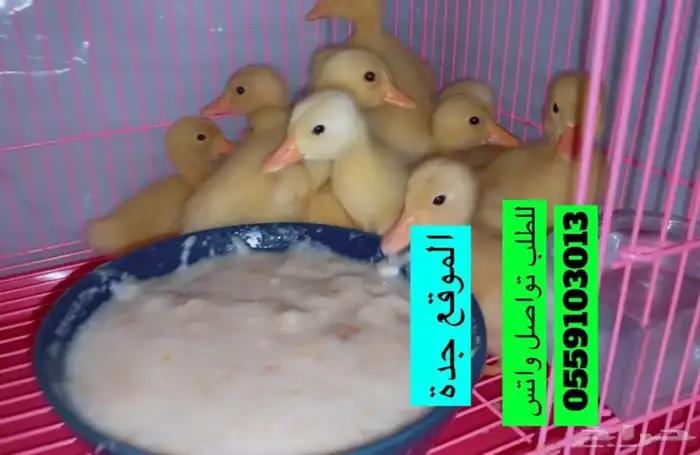 صوص بط بكيني للبيع اصفر صافي نقي 4