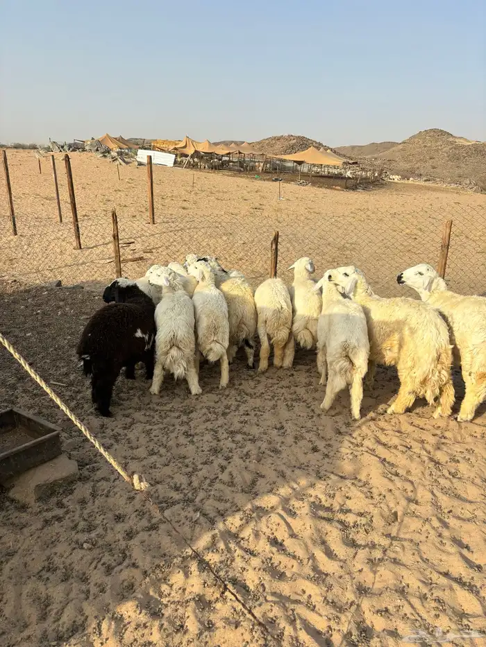 الشميسي طريق الخواجات 5