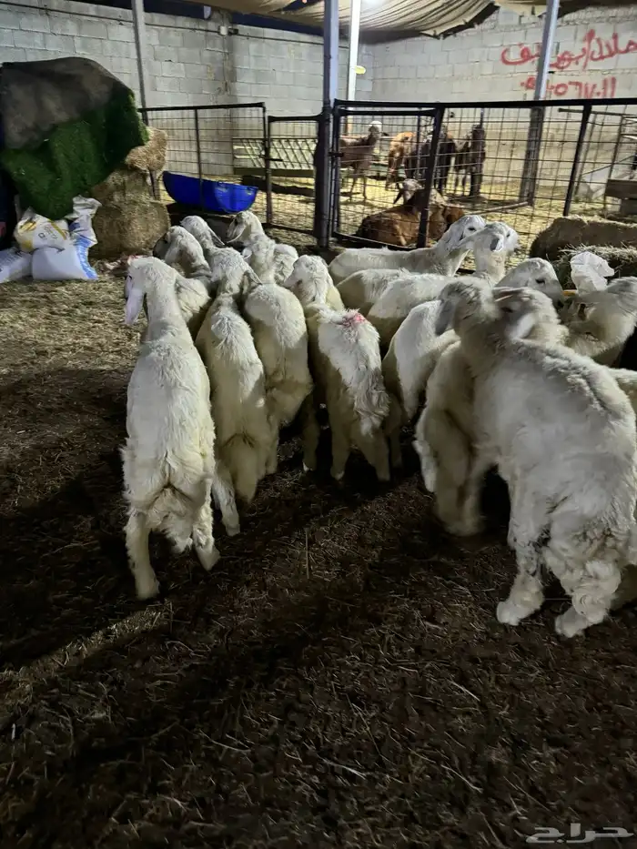 فواخر الغربية حري وسواكن ونجد 17