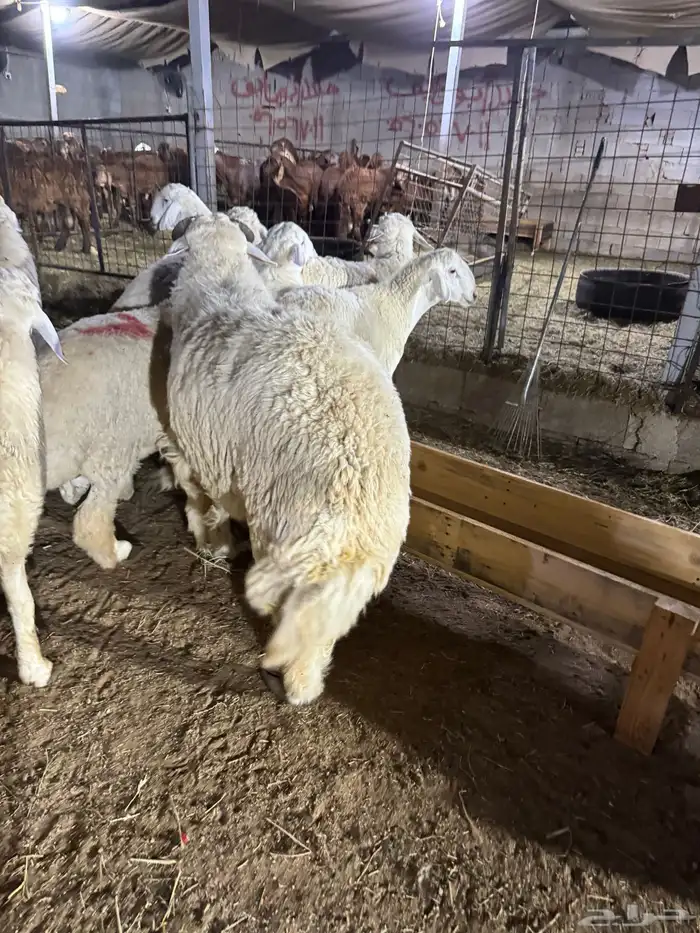 فواخر الغربية حري وسواكن ونجد 6