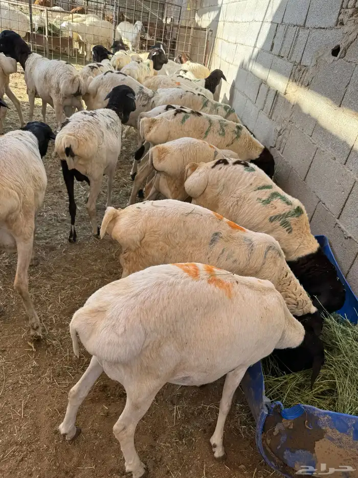 فواخر الغربية حري وسواكن ونجد 18